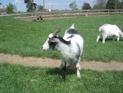 A Goat