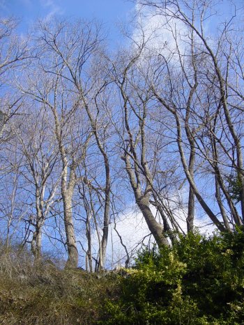 Trees from the cave entrance
