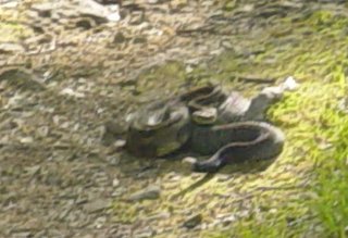 A Rattlesnake in my way A Rattlesnake in my way