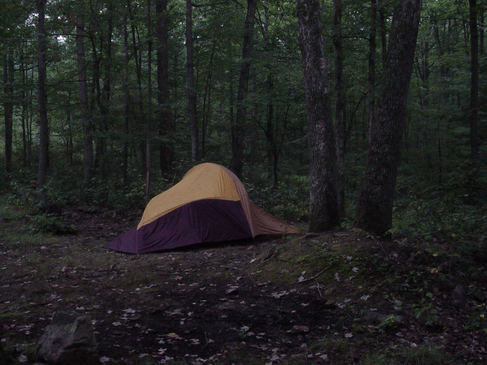 Tent Forest